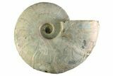 Silver Iridescent Ammonite (Cleoniceras) Fossil - Madagascar #345606-1